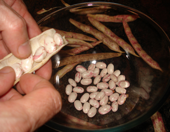 pochas vaina